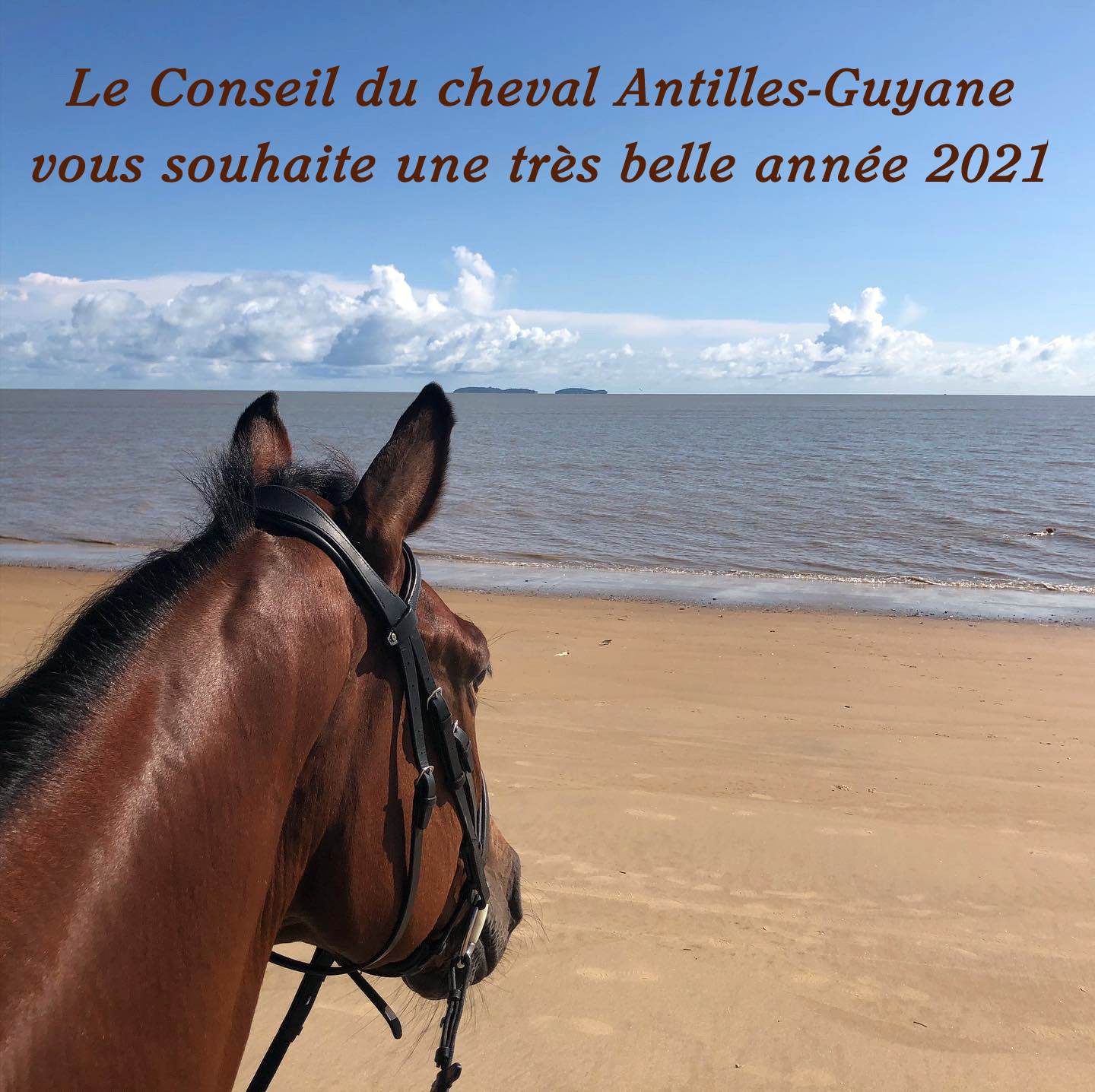 Meilleurs voeux